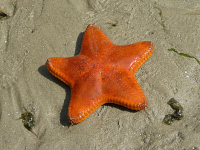 orange cake seastar, Anthenea aspera