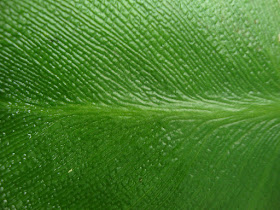 Fingerprint of a leaf, (c) 2012 by Maja Trochimczyk