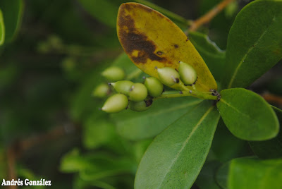 Ibirá Daphnopsis racemosa