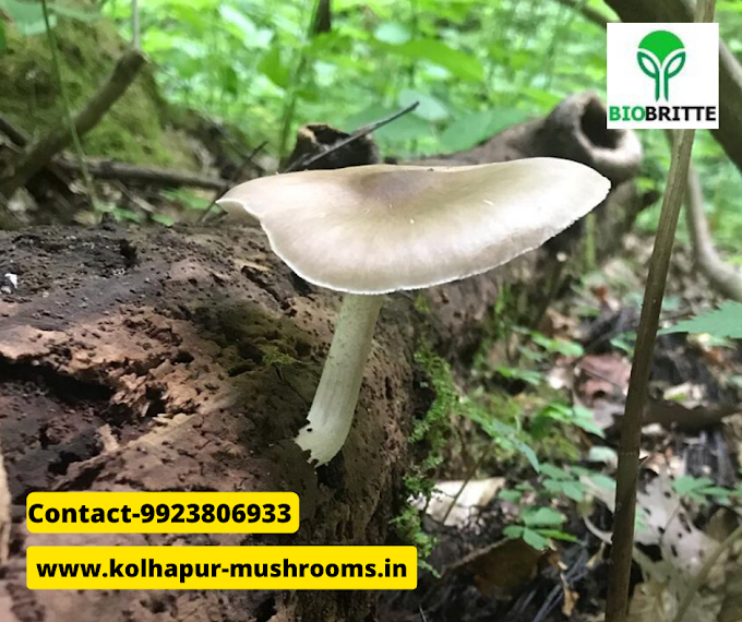 What is the scope of edible mushroom cultivation? | Biobritte mushrooms | Biobritte mushroom center