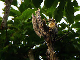 bird,Dendrocopos kizuki