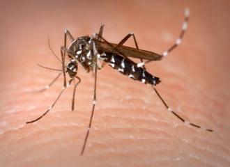 Instituto Evandro Chagas confirma primeira morte por vírus Zika no país
