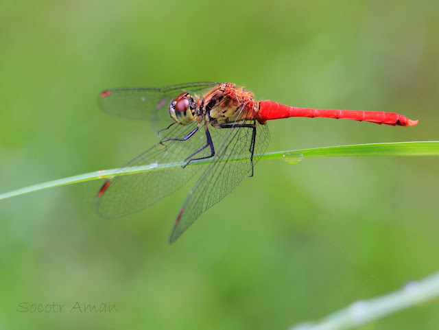 Sympetrum darwinianum