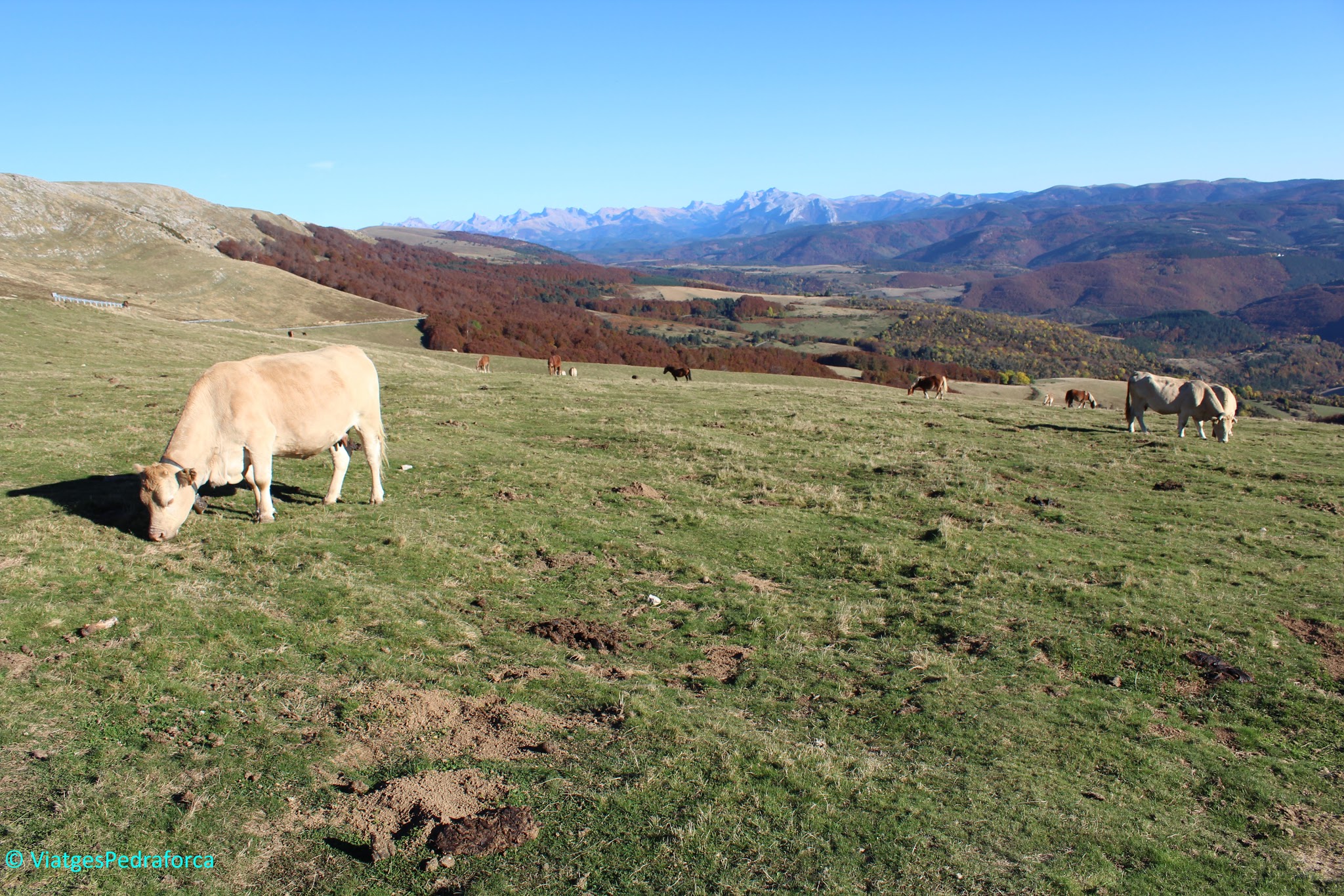 Selva d'Irati, Pirineu de Navarra, colors de tardor, senderisme