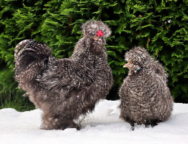 caring for silkie chickens, caring silkie chickens, how to care for silkie chickens, silkie chicken care, silkie chickens