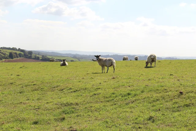 The Queens Arms, Corton Denham, Somerset - travel blogger - English countryside travel blog