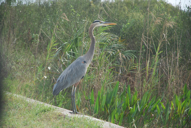 Big Cypress National Preserve