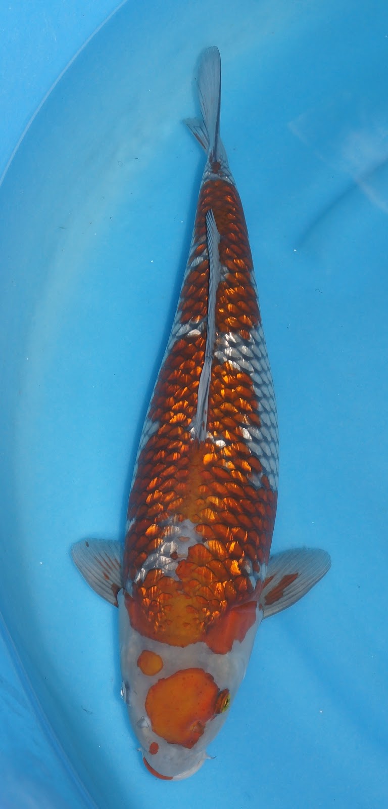 KOI FOR SALE: 1st ASIA YOUNG KOI SHOW 2012 - Results Of Our Farm
