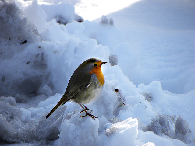 Winter Bird Photos