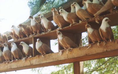 Shirazi Pigeon - Shakhsharli Tumbler Pigeon