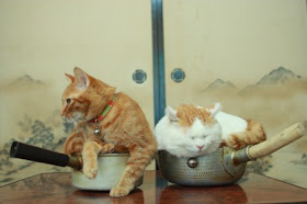 Foto Shironeko Kucing Termalas di Dunia 02
