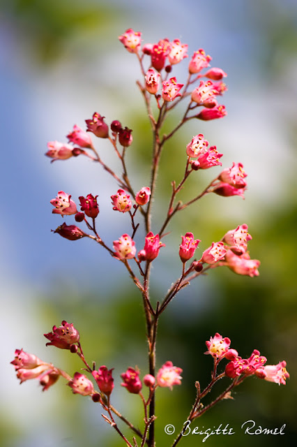 Variations sur thème de fleur