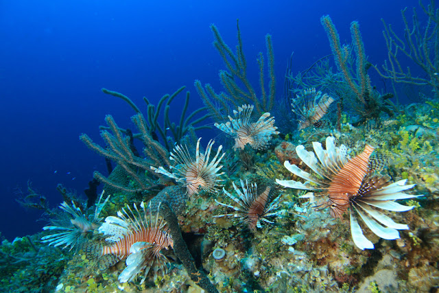 overpopulation lionfish