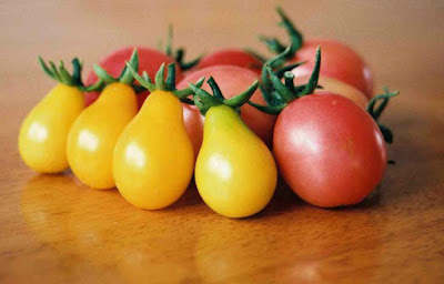 cây Cà chua bi quả tuy nhỏ nhưng dễ trồng