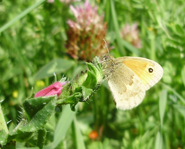 Coenonympha pamphilus