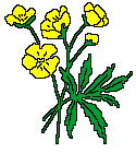 Buttercups