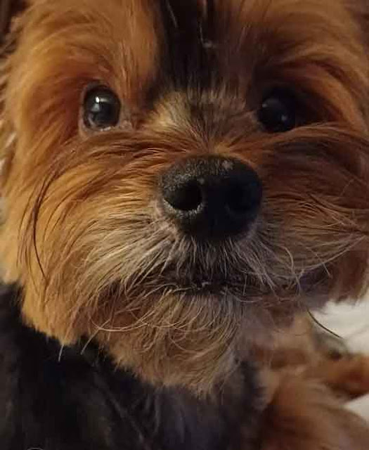 close up of a 5 year old male Yorkie