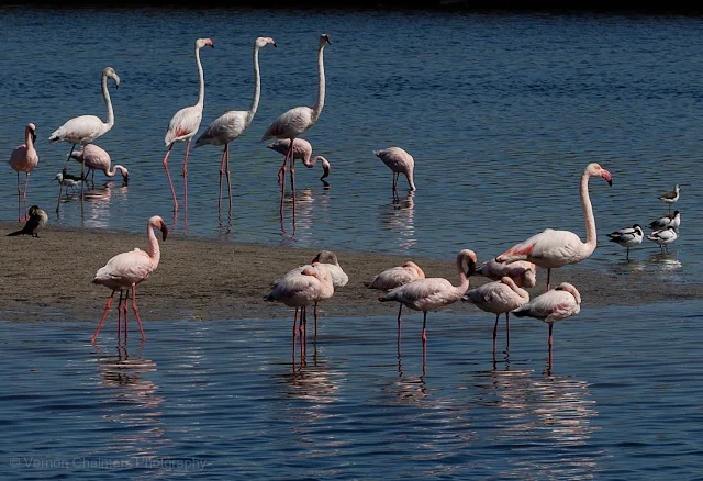 Lessor / Greater flamingos feeding in the Diep River, Woodbridge Island