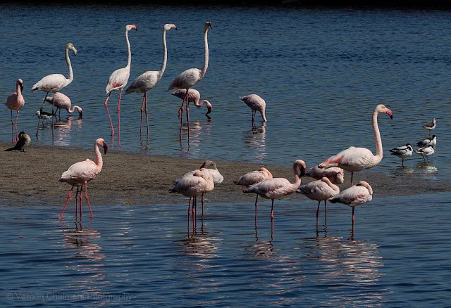 Lessor / Greater flamingos feeding in the Diep River, Woodbridge Island
