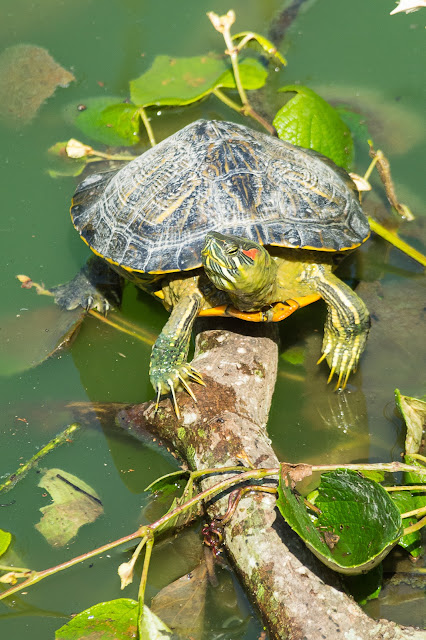 Red-eared Slider, Smith Oaks Sanctuary