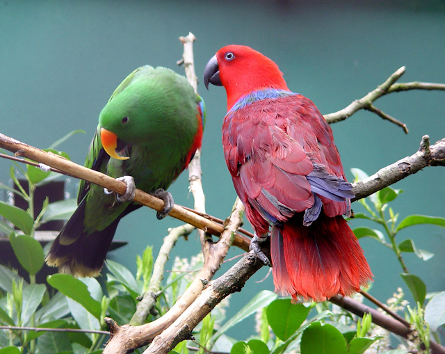 Parrot Couple in Love Hd Wallpapers