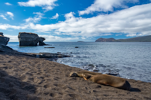 Galápagos Sea Lions, Puerto Egas