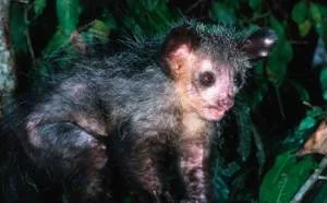 O aye-aye (Daubentonia madagascariensis) na natureza. (Foto via: World Wildlife Fund)