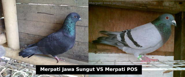 http://merpati-hias-jogja.blogspot.com/