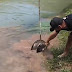 HOMEM MATA COBRA SUCURI PARA SALVAR UM CACHORRO 