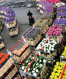 The hardly romantic global flower trade!