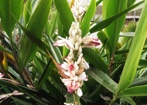 Hoa cây Riềng - Alpinia officinarum - Nguyên liệu làm thuốc Chữa Bệnh Tiêu Hóa