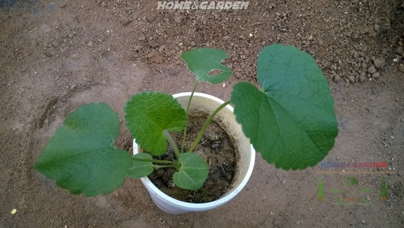 Hollyhock Seedlings don't need too much fertilizer, you can feed after 3 or 4 weeks using an organic fertilizer for seedlings this will give your seedlings all the nutrients they need to grow.