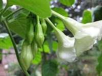 Лороко - растение Гватемалы