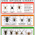 Identifier les araignées dangereuses aux Etats-Unis.