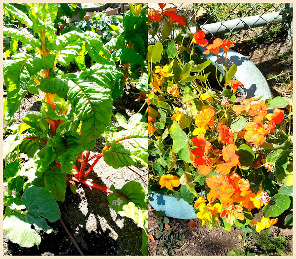 garden party brights and spinach