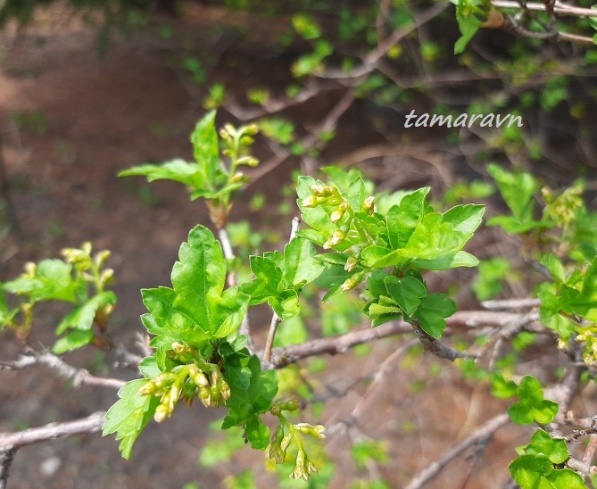 Смородина Комарова (Ribes komarovii)