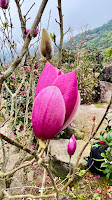 淡水楓樹湖「巨石花園」賞木蓮花 (辛夷花、木蘭花 ) II 桃花源 百年古厝「石頭屋」秘境賞櫻 其花初出時尖如筆椎，故又稱木筆.