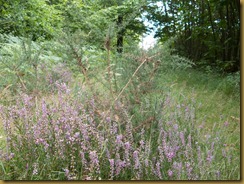 Heather, Calluna sp