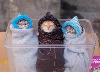 really cute kittens photo three rugged up in a tub gorgeous