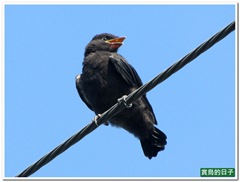 20110619_081616_012_Jhihtan