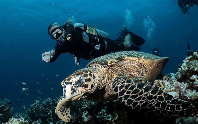 Menjelajahi Spot Snorkeling Terbaik di Pulau Gili