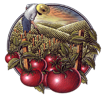 tomatoes- (2)