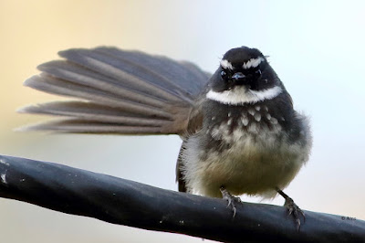 Spot-breasted Fantail