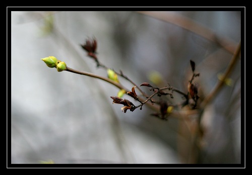 New life 2 framed