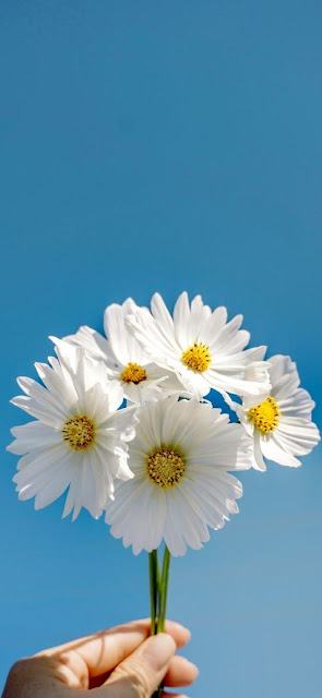 زهور، خلفيات ورد أبيض للهاتف