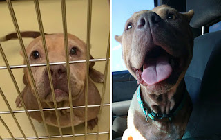 30 fotos de perros antes y después de su adopción que te derretirán el corazón