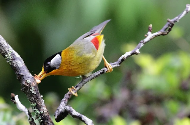 Silver-eared Mesia Feeding Moth Series