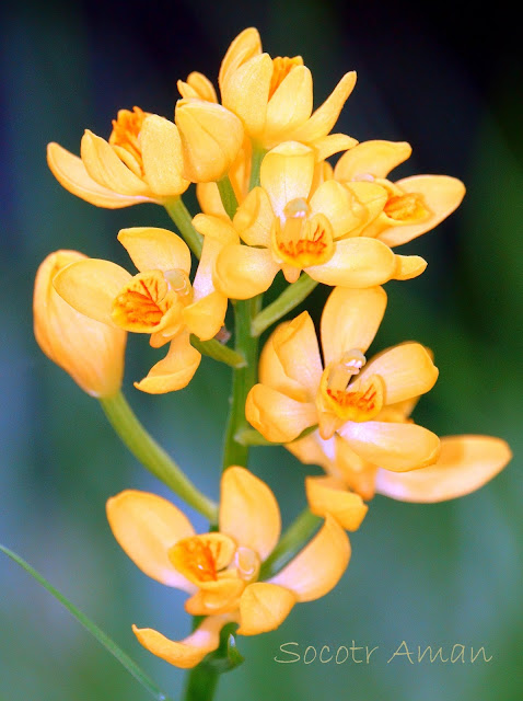 Cephalanthera falcata