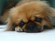 How to care for your Pekingese dog