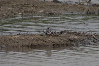 Male White Wagtail